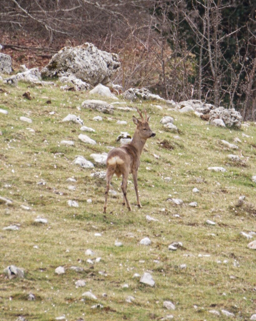 Avvistamento di fauna selvatica nel Cilento durante un'escursione di Wildlife Watching e tracking