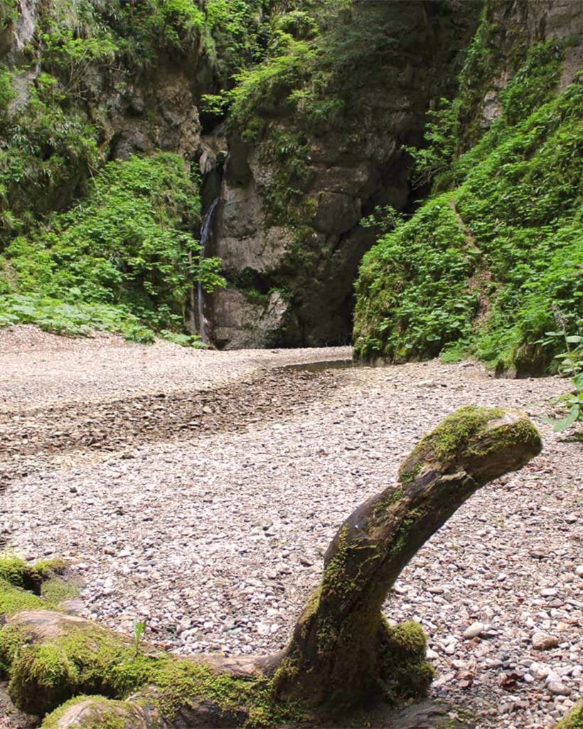 Vegetazione igrofila unica all'interno dell'Affondatore di Vallivona